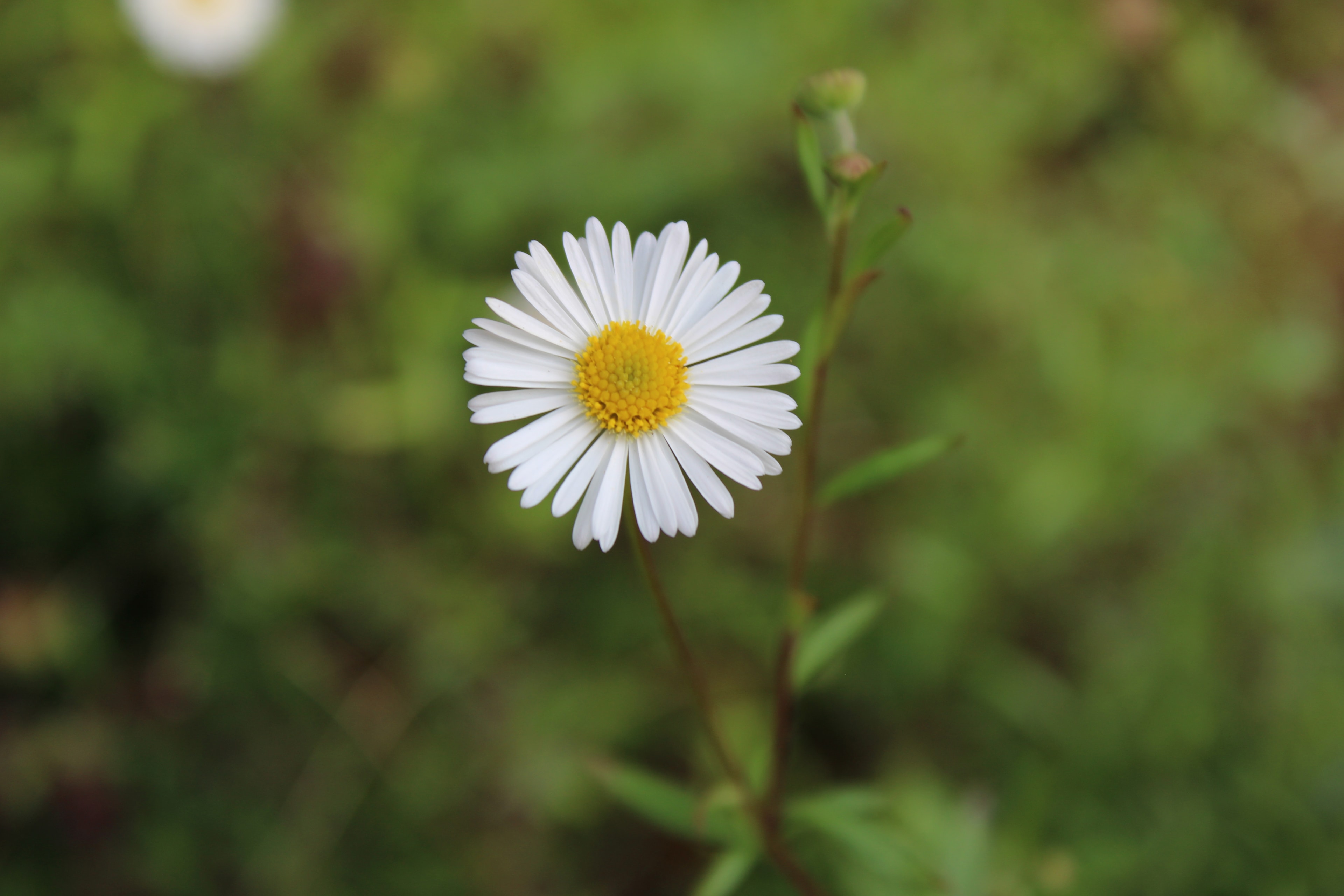 White daisy with yellow center on green stem