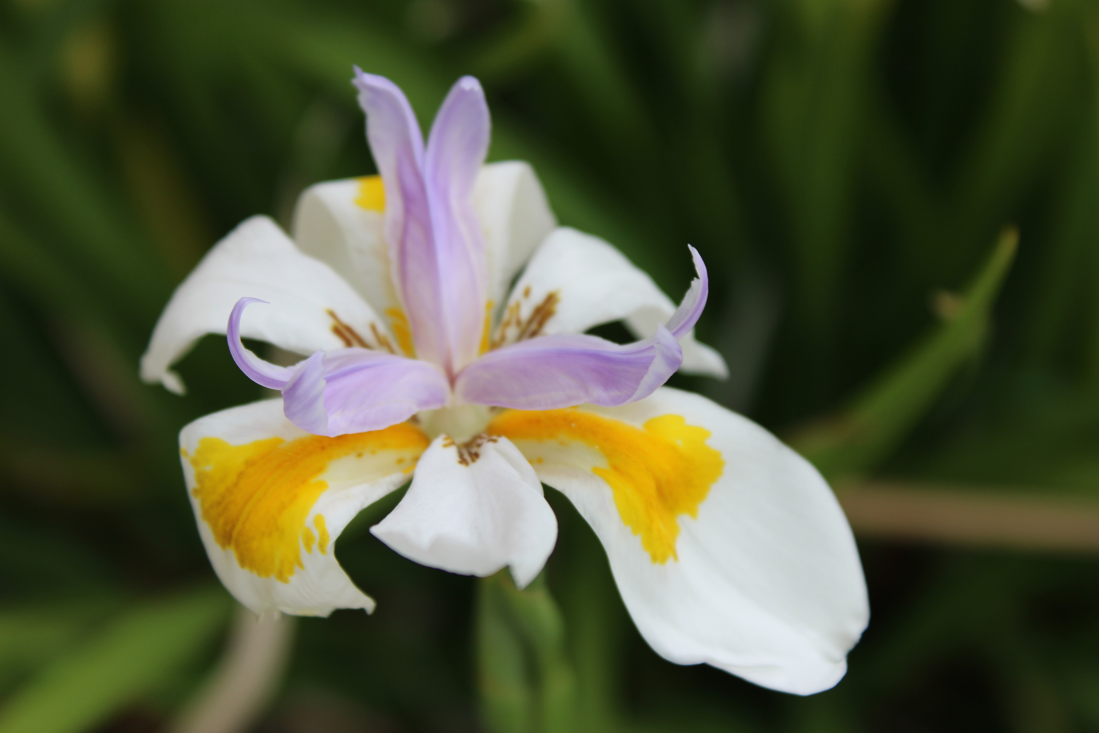 White and purple iris with yellow markings