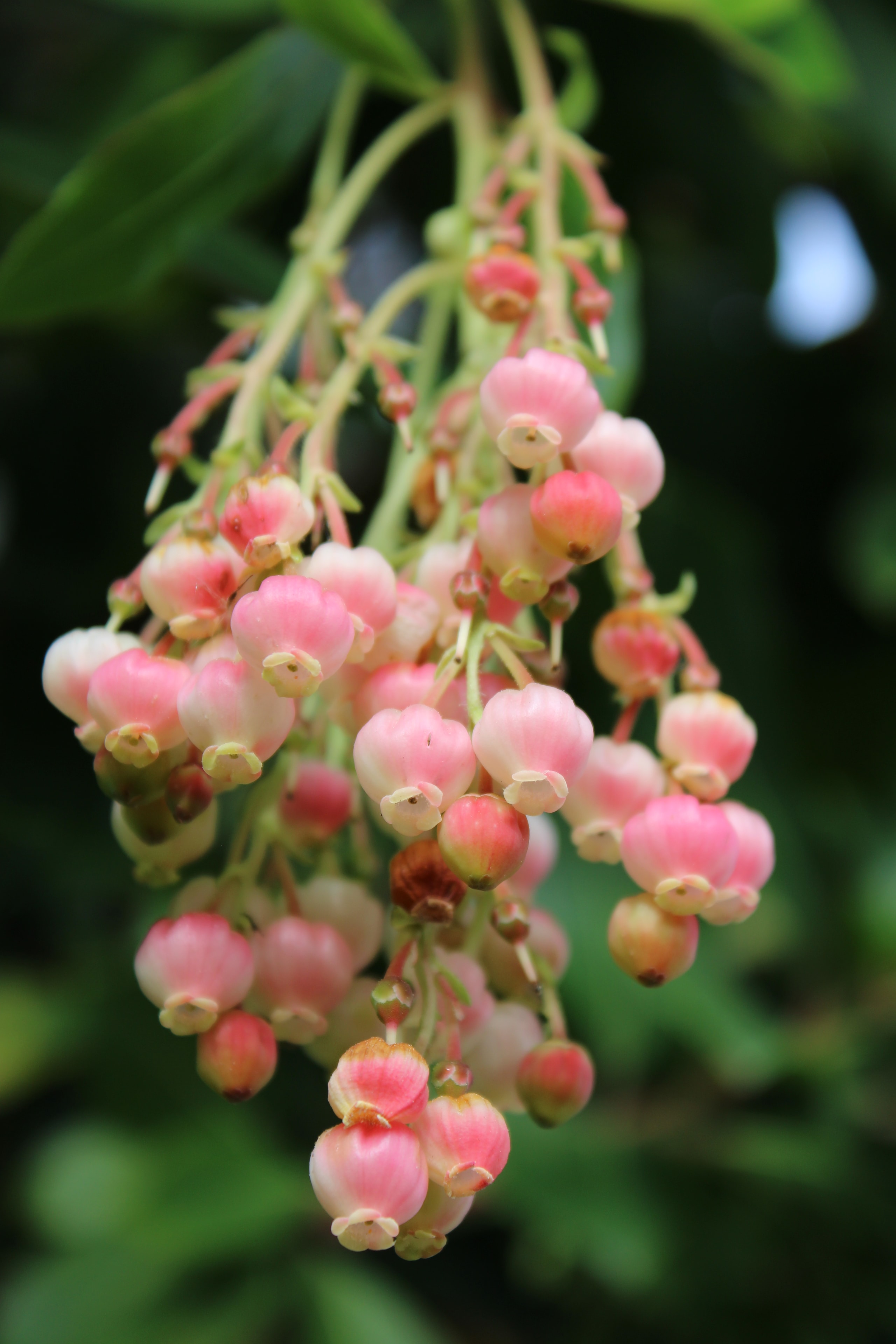 Cluster of pink berry-like flower buds