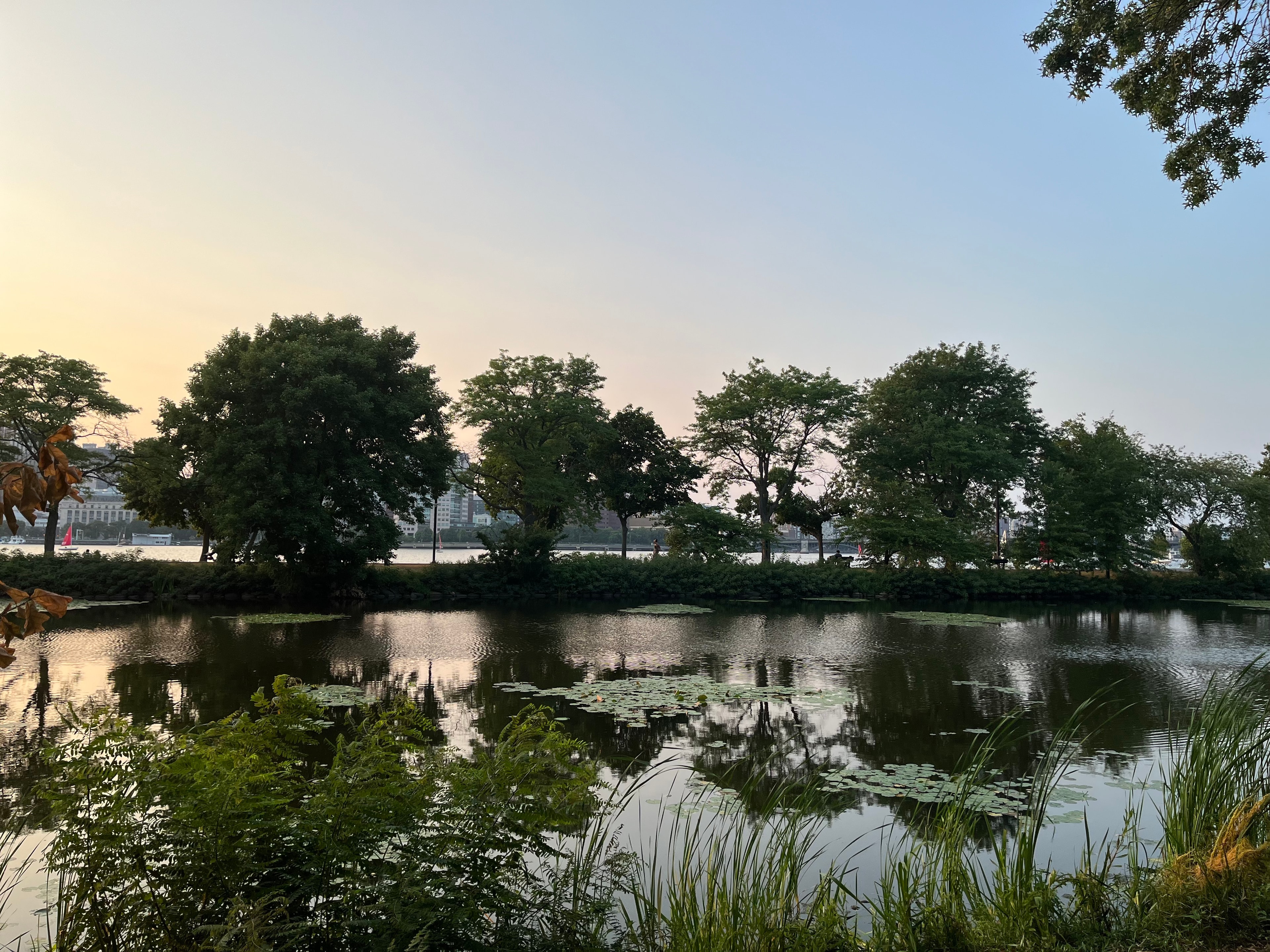 Serene lily pond with lush trees reflecting in still water at dusk