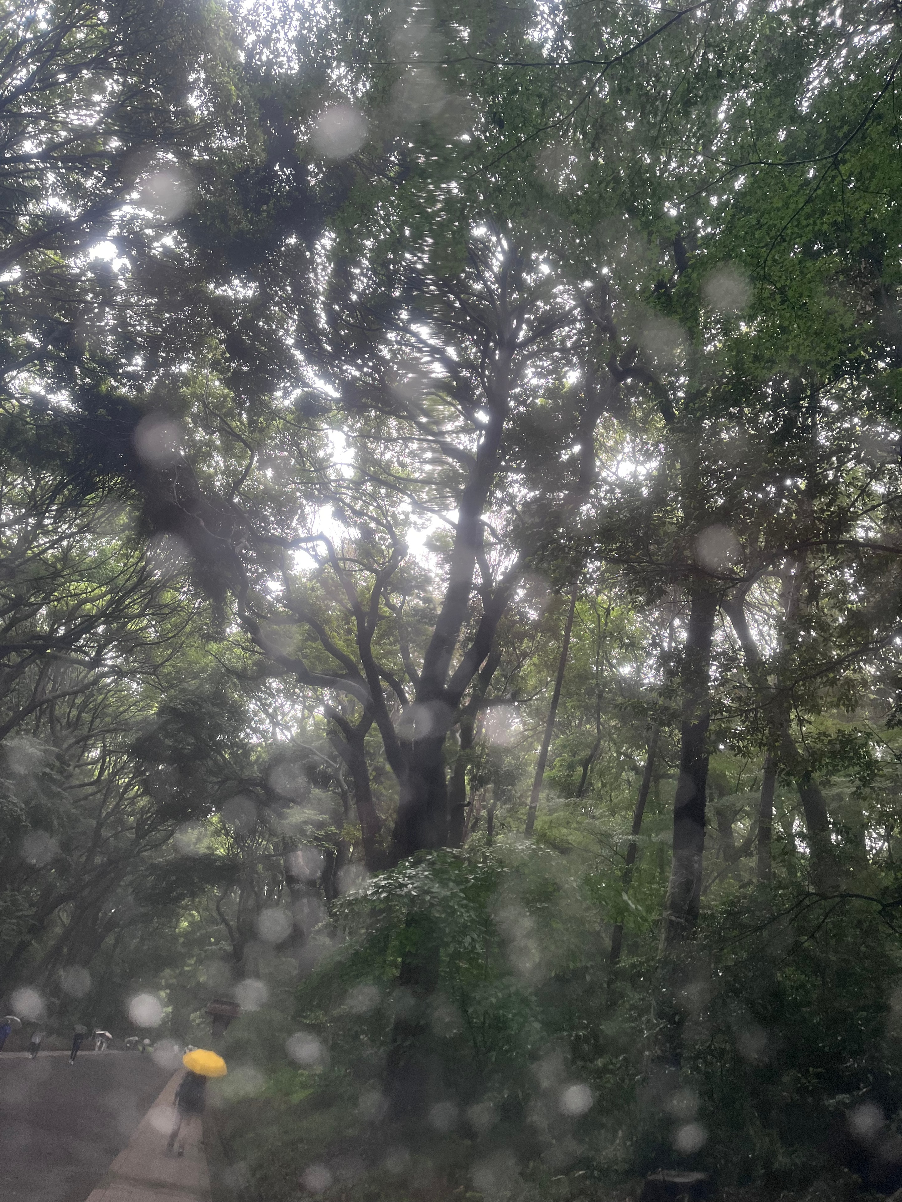 Looking up through dense tree canopy with rain droplets on the lens